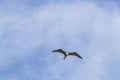 Fregat birds flock fly blue sky clouds background in Mexico