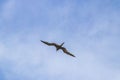 Fregat birds flock fly blue sky clouds background in Mexico