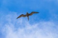 Fregat birds flock fly blue sky clouds background in Mexico