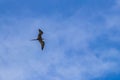 Fregat birds flock fly blue sky clouds background in Mexico