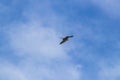 Fregat birds flock fly blue sky clouds background in Mexico