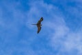 Fregat birds flock fly blue sky clouds background in Mexico