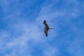 Fregat birds flock fly blue sky clouds background in Mexico