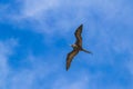 Fregat birds flock fly blue sky clouds background in Mexico