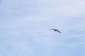 Fregat birds flock fly blue sky clouds background in Mexico