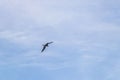 Fregat birds flock fly blue sky clouds background in Mexico