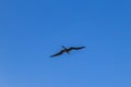 Fregat birds flock fly blue sky clouds background in Mexico