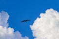 Fregat birds flock fly blue sky clouds background in Mexico