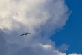 Fregat birds flock fly blue sky clouds background in Mexico