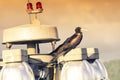 Fregata bird in Panama Royalty Free Stock Photo