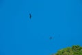 Fregate bird flying over the island Royalty Free Stock Photo