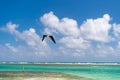 fregatidae bird flying at seascape. fregatidae bird outdoor. photo of fregatidae bird. Royalty Free Stock Photo