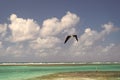fregatidae bird flying at seascape. fregatidae bird outdoor. photo of fregatidae bird. Royalty Free Stock Photo