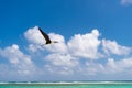 fregatidae bird in summer. fregatidae bird flying on horizon. fregatidae bird outdoor. Royalty Free Stock Photo