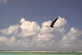 fregatidae bird in summer. fregatidae bird flying on horizon. fregatidae bird outdoor. Royalty Free Stock Photo