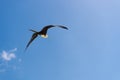 fregatidae bird in summer sky. fregatidae bird flying in the sky. fregatidae bird outdoor. Royalty Free Stock Photo