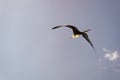 fregatidae bird in summer sky. fregatidae bird flying in the sky. fregatidae bird outdoor. Royalty Free Stock Photo