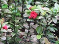 Freh natural red flower at small plant