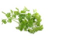 Freh parsley ,herb and spice Royalty Free Stock Photo