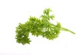 Freh parsley ,herb and spice