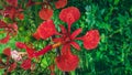 Freh red flower after rain Royalty Free Stock Photo