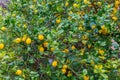 Frehs lemons on a lemontree (majorca) Royalty Free Stock Photo