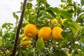 Frehs lemons on a lemontree (majorca) Royalty Free Stock Photo
