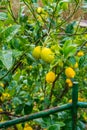 Frehs lemons on a lemontree (majorca)