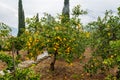 Frehs oranges on a orange tree (majorca) Royalty Free Stock Photo