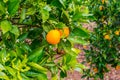 Frehs oranges on a orange tree (majorca) Royalty Free Stock Photo