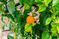 Frehs oranges on a orange tree (majorca) Royalty Free Stock Photo