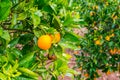 Frehs oranges on a orange tree (majorca) Royalty Free Stock Photo