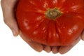 Frehs Tomato