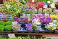 Freiburg, Germany - Different colorful garden spring plants for sale at market