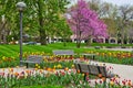 Freimann Square park garden in Fort Wayne, Indiana with spring tulips and cherry tree