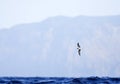 Freira, Zino's Petrel, Pterodroma madeira