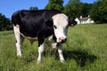 Freisian Cow in green meadow