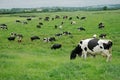Freisian dairy cows, Ireland Royalty Free Stock Photo
