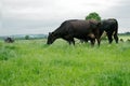 Freisian dairy cows, Ireland Royalty Free Stock Photo