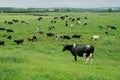 Freisian dairy cows, Ireland Royalty Free Stock Photo