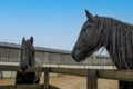 Freisian horse leaning over fence at stables Royalty Free Stock Photo