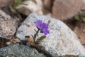 Fremont Phacelia, Phacelia fremontii in the desert