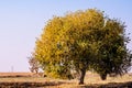 Fremont`s cottonwood Populus fremontii tree with gold and orange fall foliage growing; Merced County, Central California Royalty Free Stock Photo