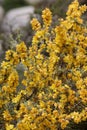 Fremontodendron Californicum Bloom - San Bernardino Mtns - 061223