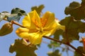 Fremontodendron mexicanum Royalty Free Stock Photo