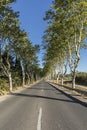 French alley with green sycamore trees Royalty Free Stock Photo