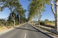 French alley with green sycamore trees