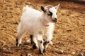 French Alpine Goat Baby Royalty Free Stock Photo