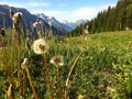 French Alps with dandelions