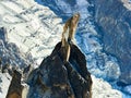 French Alps, Mont Blanc and glaciers as seen from Aiguille du Midi, Chamonix, France Royalty Free Stock Photo